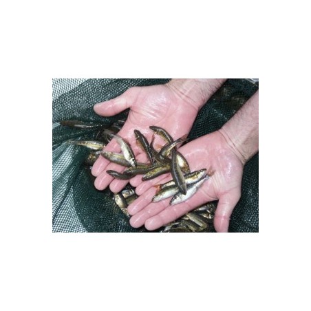 750 Vairons 6/8cm (0,36€ht)