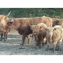 Génisse Higland Cattle