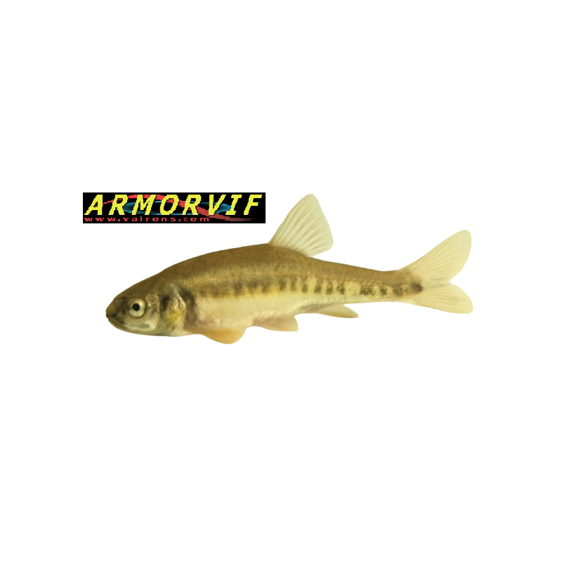 Lot D'appâts De Pêche Vintage Bagley - Petits Alevins Crankbait, édition 50e Anniversaire (neufs, Emballage D'origine)