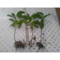 100 plants de Laurier palme 30/40cm