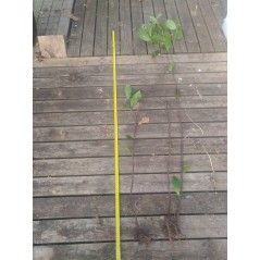 100 plants de Laurier palme 100/150cm