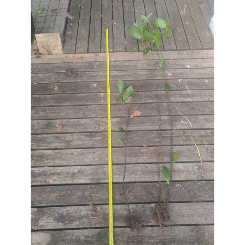 100 plants de Laurier palme 100/150cm 100 plants de Laurier palme 100/150cm