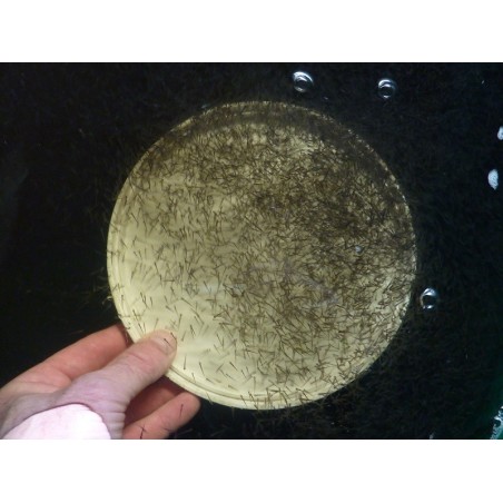 20 milles alevins de vairons offre spéciale AAPPMA