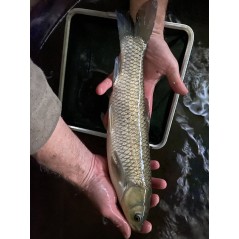 30 Carpes herbivores de 6/8 cm (6€ht)