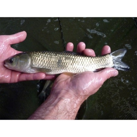 30 Carpes herbivores de 6/8 cm (6€ht)