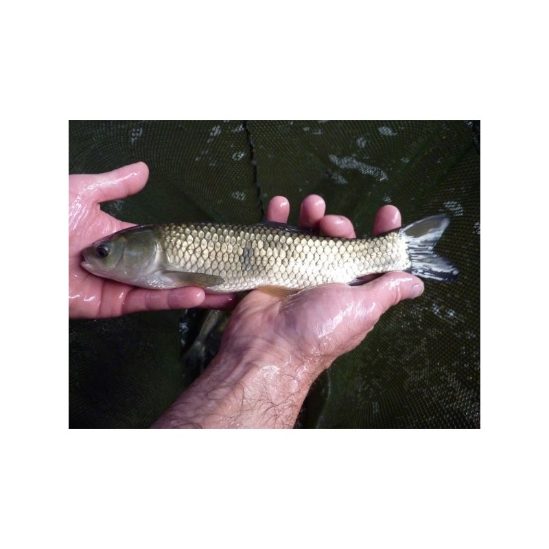 60 Carpes herbivores de 6/8 cm (5,83€ht) 60 Carpes herbivores de 6/8 cm (5,83€ht)