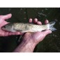 60 Carpes herbivores de 6/8 cm (5,83€ht) 60 Carpes herbivores de 6/8 cm (5,83€ht)