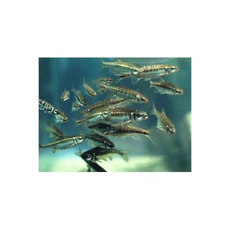 2 X 50 Vairons 6/7cm régul commande