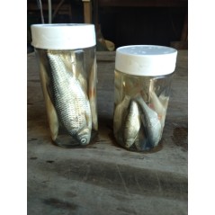 PoT 5/6 gardons appâts conservés 12/15cm